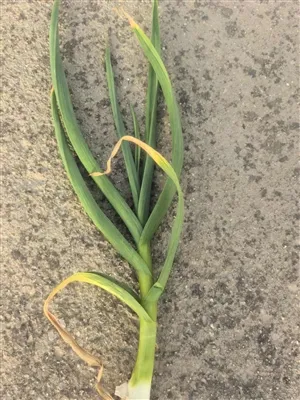 שום חדש משנת 2025 צומח היטב